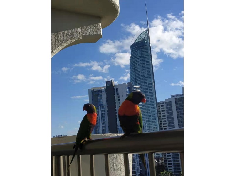 44 / 19 Aubrey Street, Surfers Paradise QLD 4217