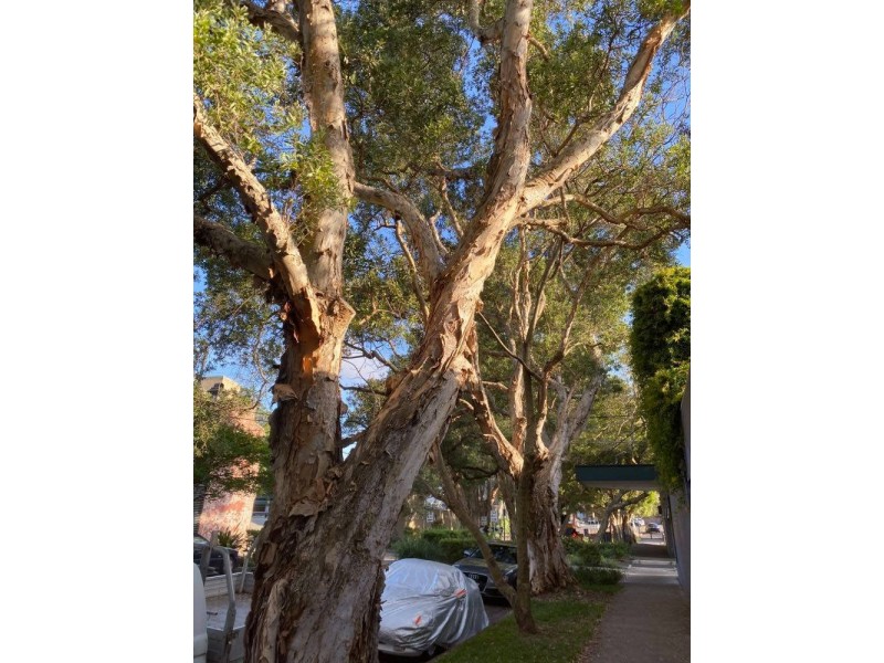 63 Marriott Street, Redfern NSW 2016