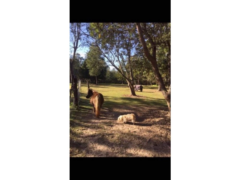 1214 Stockyard Creek Road, Stockyard Creek NSW 2460