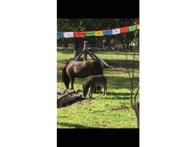 1214 Stockyard Creek Road, Stockyard Creek NSW 2460