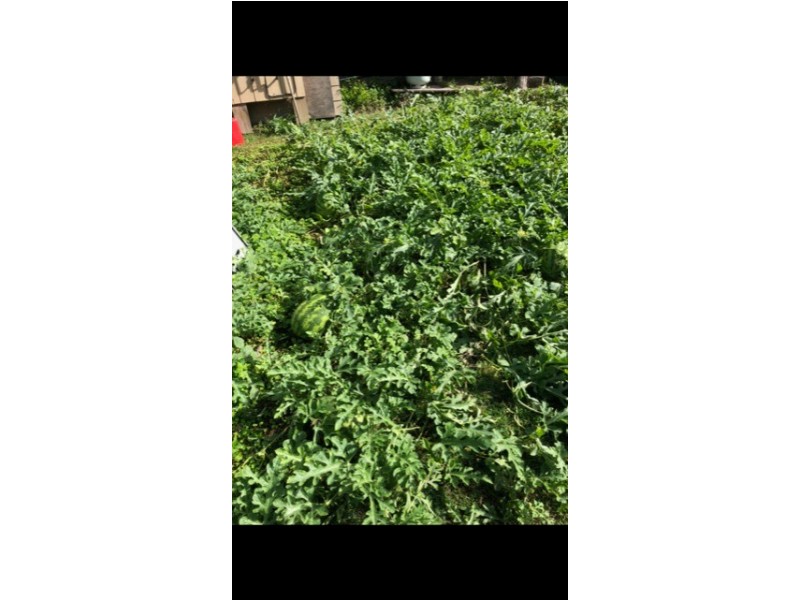 1214 Stockyard Creek Road, Stockyard Creek NSW 2460