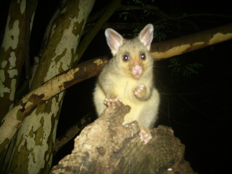 * Boomerang Rd, Tamborine QLD 4270