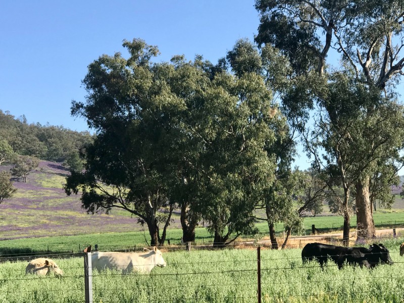 801 Reedy Creek Road, Murga NSW 2864