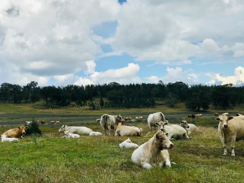 801 Reedy Creek Road, Murga NSW 2864