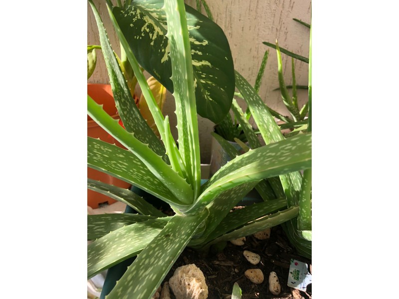 4/26 Lakeside Drive, Alawa NT 0810