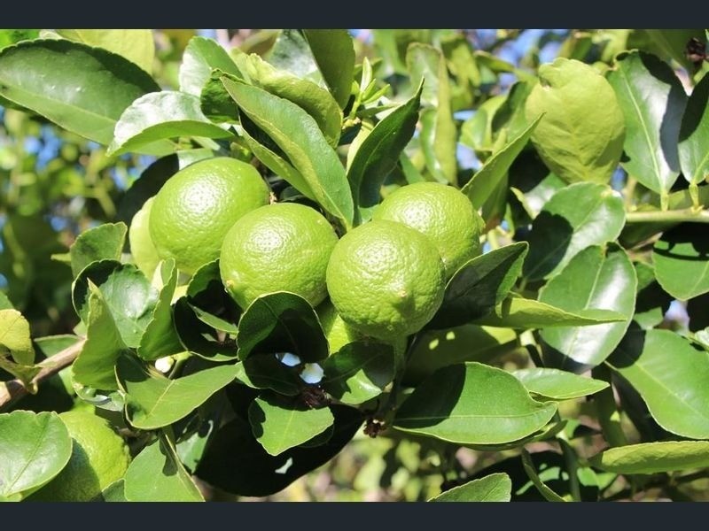 8 Peluchetti Place, Mareeba QLD 4880