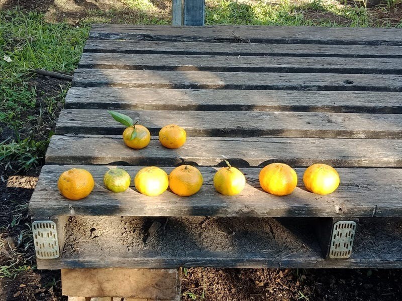 4 Pleasant Street, Goonellabah NSW 2480