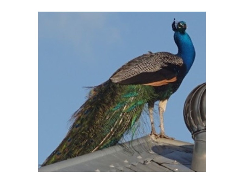 5 Tulip Street, Goondi Hill QLD 4860