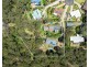 23 BARRANI PLACE, Lilli Pilli NSW 2536