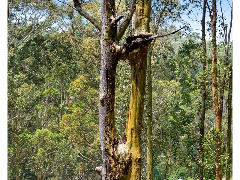 31 Burri Road, Malua Bay NSW 2536