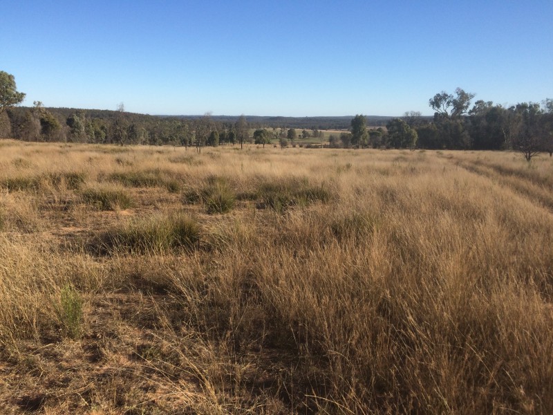 Lot 113 Turill Bus Route Road, Turill NSW 2850