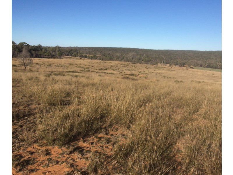 Lot 113 Turill Bus Route Road, Turill NSW 2850