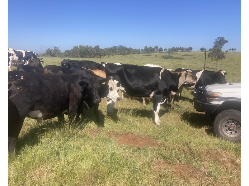 12704 GOLDEN HIGHWAY, Uarbry NSW 2329