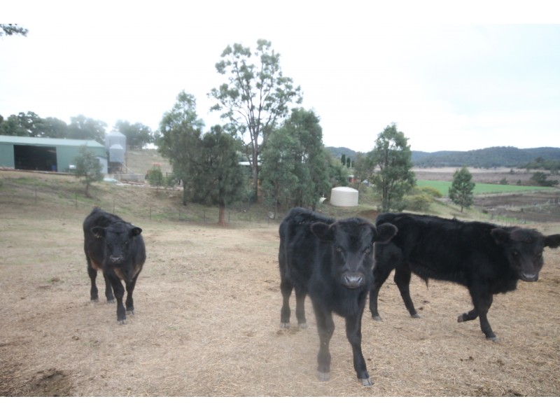 1505 CULLINGRAL ROAD, Merriwa NSW 2329