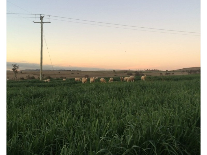 16 LAWLERS LANE, Merriwa NSW 2329