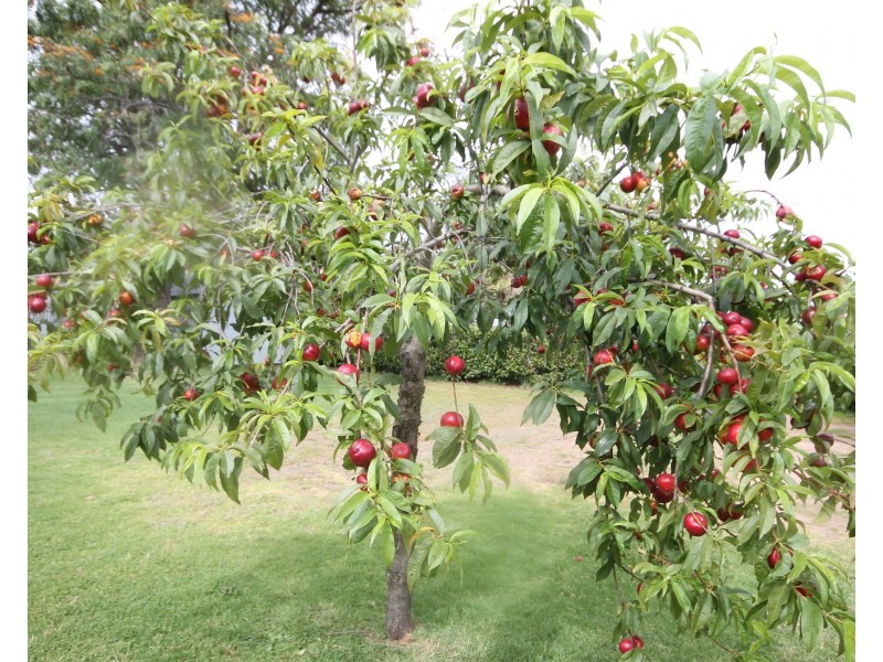 5 Mackenzie Street, Merriwa NSW 2329