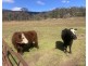 1950 FLAGGS ROAD, Gungal NSW 2333
