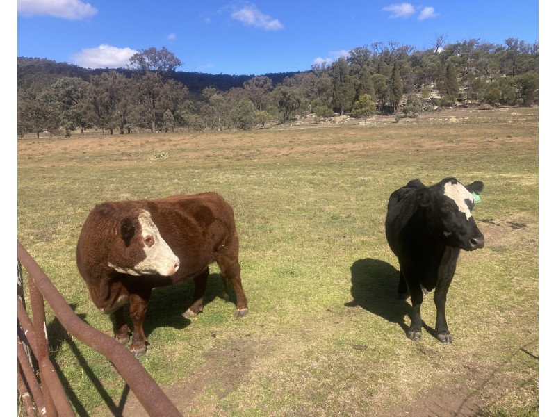 1950 FLAGGS ROAD, Gungal NSW 2333