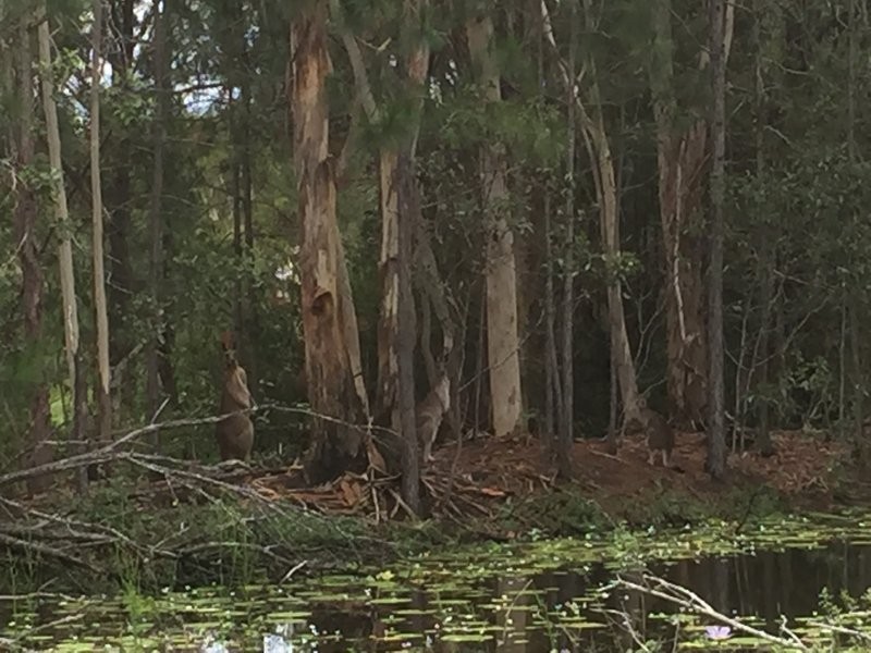 84 Hall Road, Elimbah QLD 4516