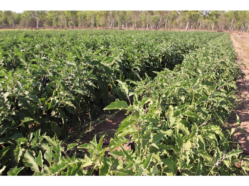 2150 Edith Farms Road, Katherine NT 0850