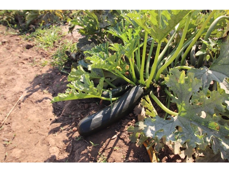 2150 Edith Farms Road, Katherine NT 0850