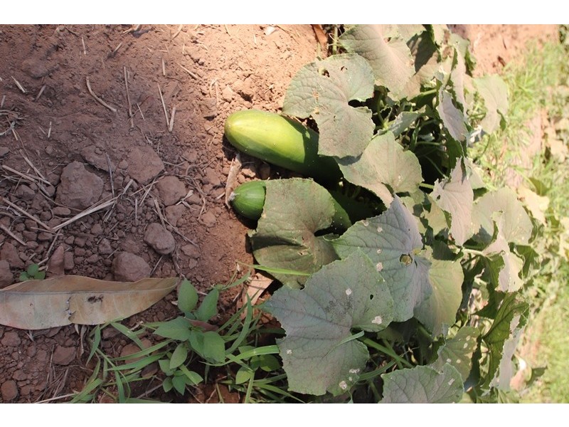 2150 Edith Farms Road, Katherine NT 0850