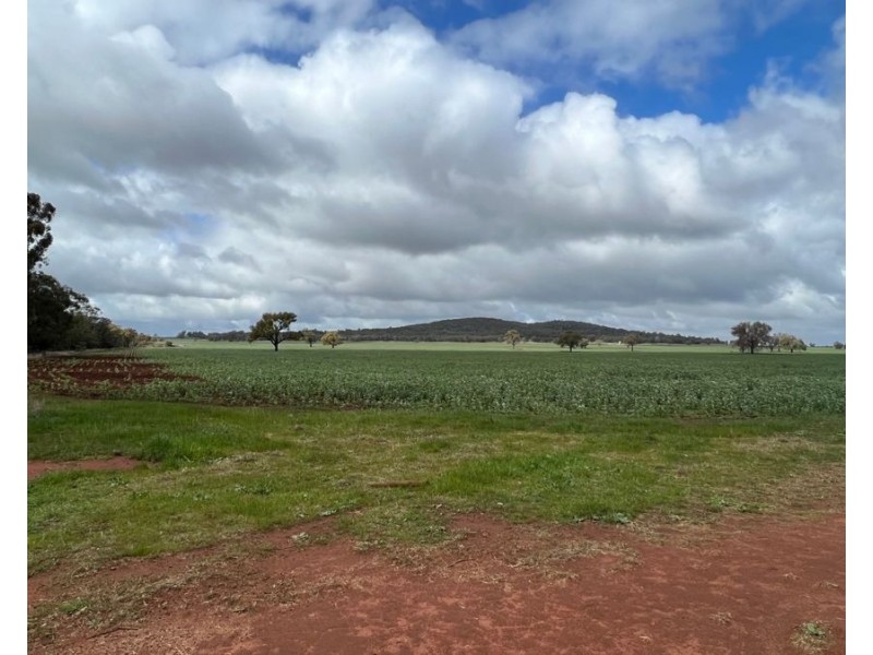 1515 / 1276 Clarres Lane / West Milby Road, Condobolin NSW 2877