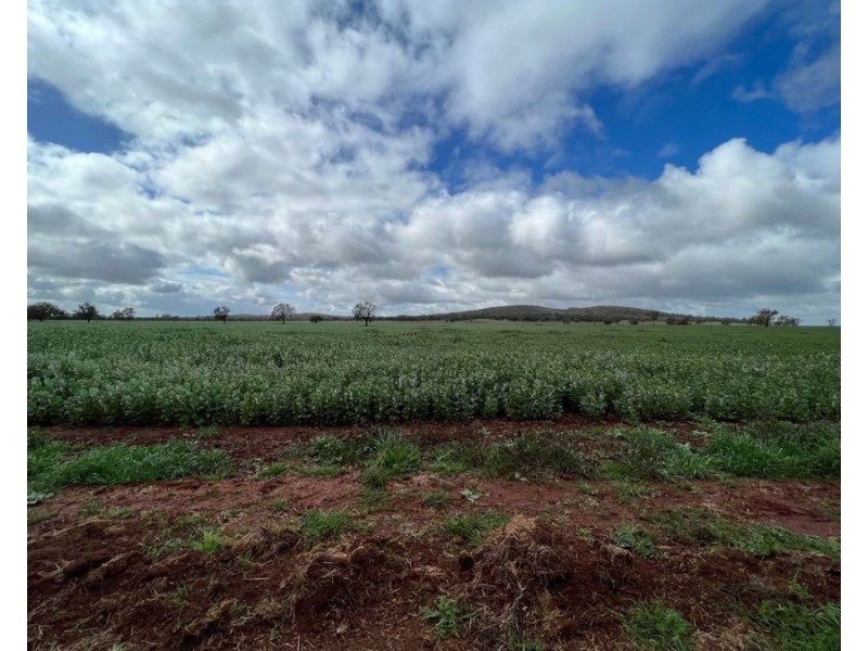 1515 / 1276 Clarres Lane / West Milby Road, Condobolin NSW 2877