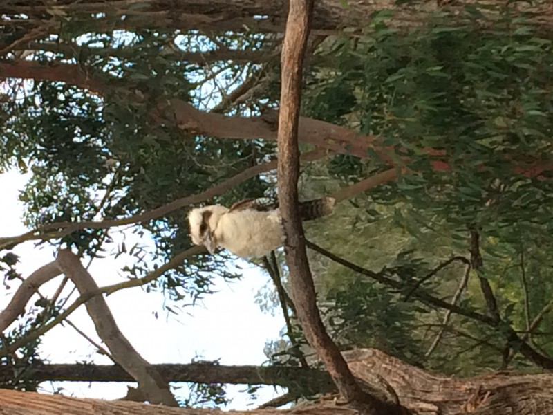 16 Karoola crescent, Surfside NSW 2536