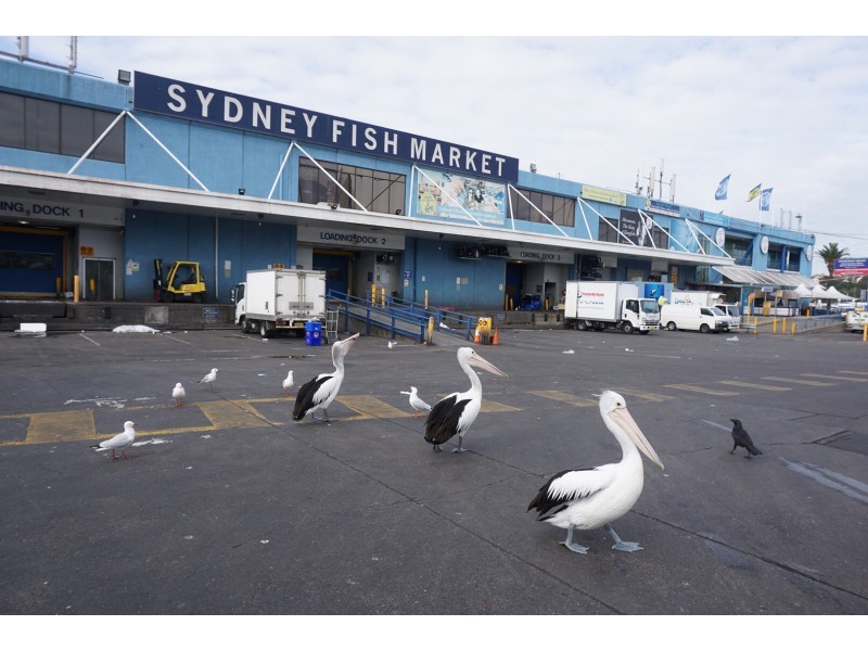 G10/199-223 Pyrmont Street, Pyrmont NSW 2009