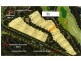 19/136-166 Moore Road, Kewarra Beach QLD 4879