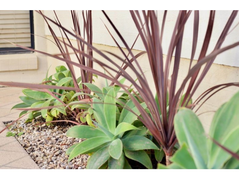 24 Nelson Drive, Singleton NSW 2330