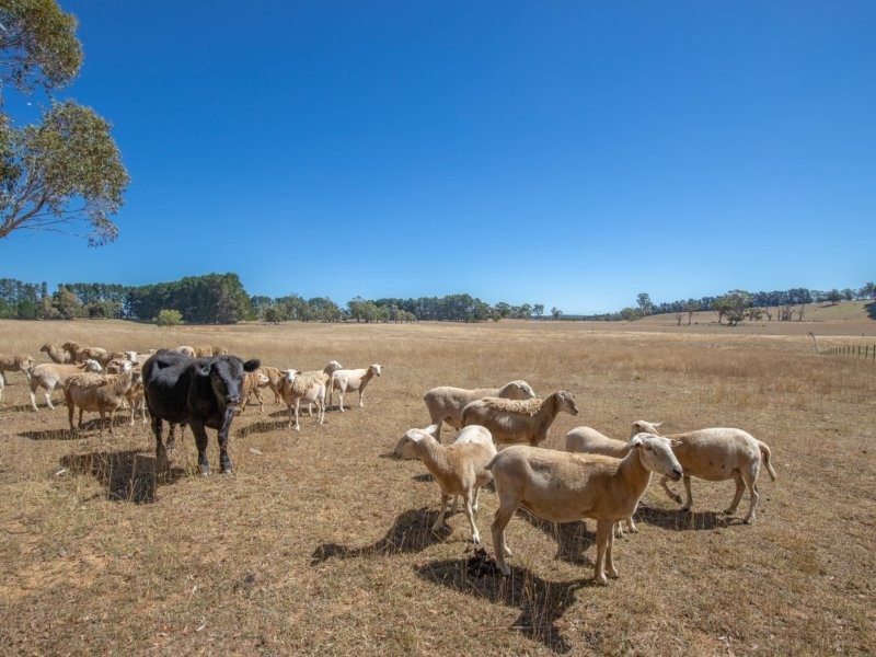 267 McKeons Creek Road, Oberon NSW 2787