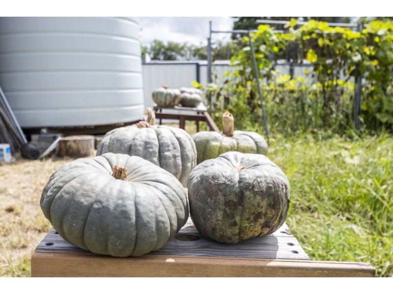 27 Mookin Street, Tucabia NSW 2462