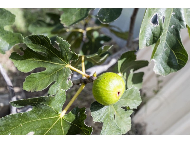 27 Mookin Street, Tucabia NSW 2462