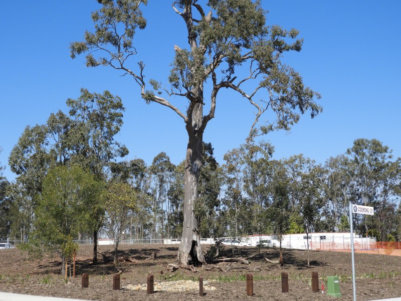 Lot 128 Camelot, Coomera QLD 4209