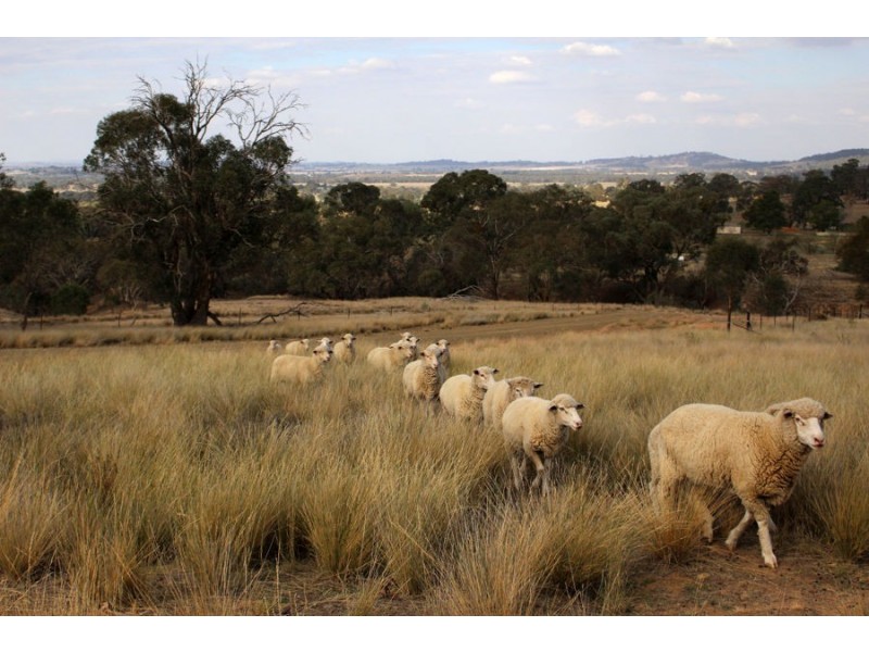 6739 Holbrook Road, Rowan NSW 2650