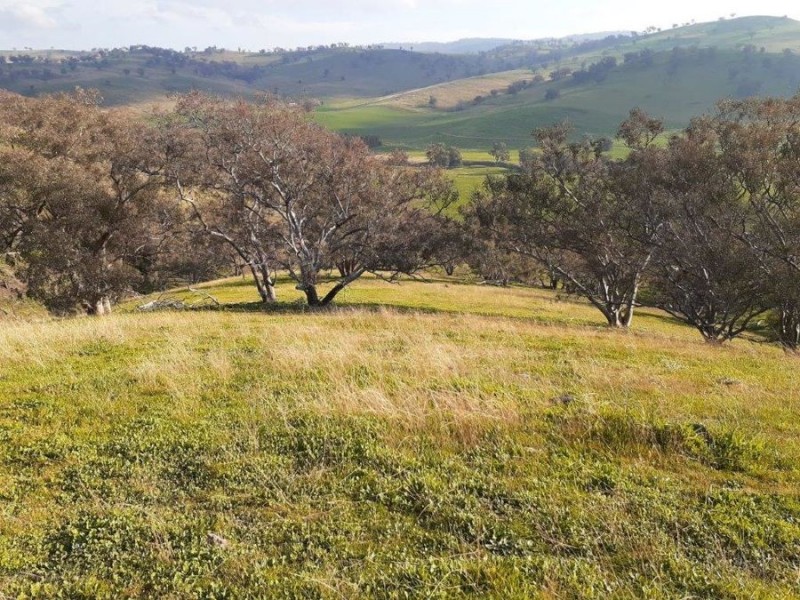 “WILLOWIE” FIVE MILE CREEK ROAD, Gundagai NSW 2722