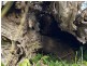 “WILLOWIE” FIVE MILE CREEK ROAD, Gundagai NSW 2722