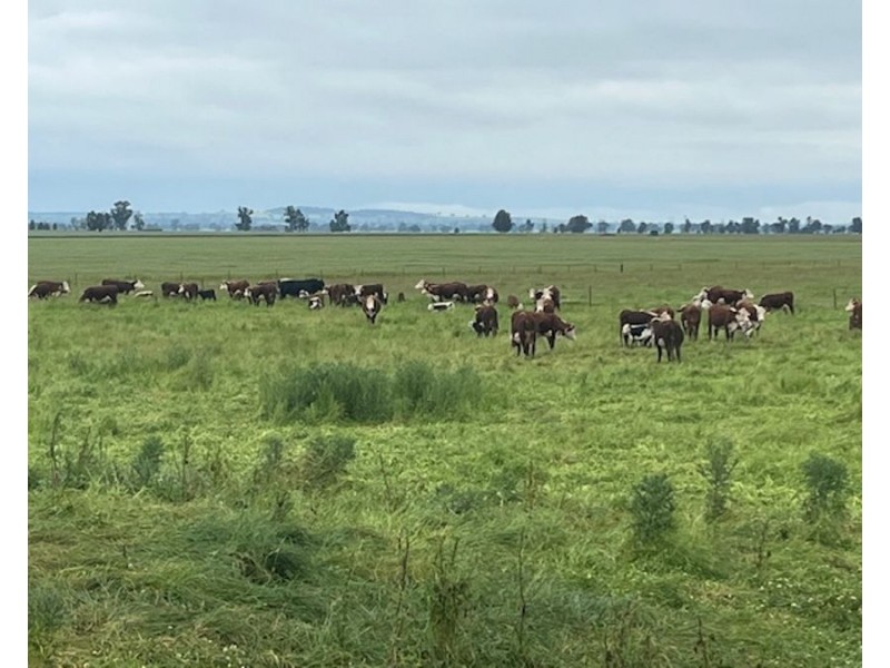 268 ANDREWS ROAD, Brookdale NSW 2656
