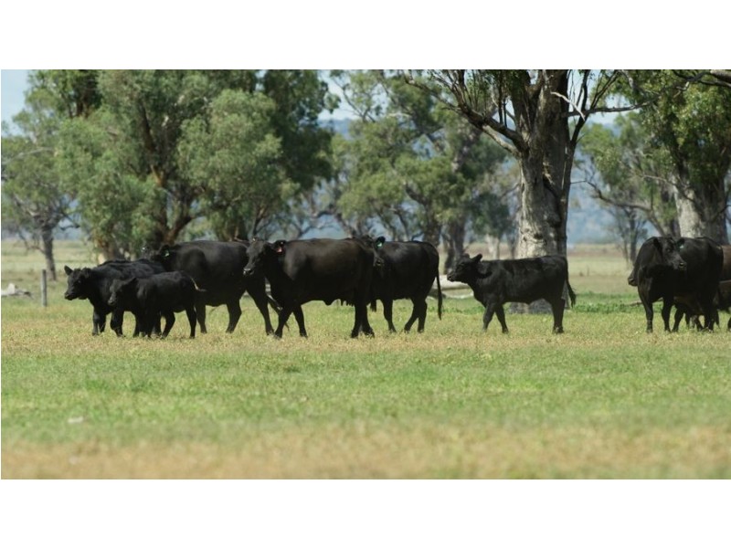 “Phoenix Park” 391 Gunnembene Lane, Carroll NSW 2340