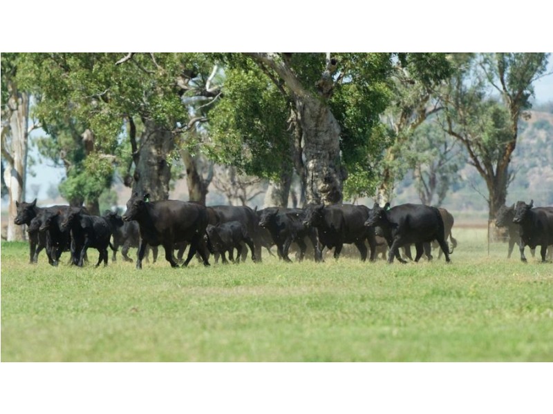 “Phoenix Park” 391 Gunnembene Lane, Carroll NSW 2340