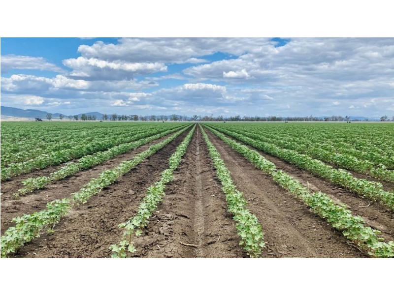 “Bindaree Aggregation” 43 Orange Grove Rd, Gunnedah NSW 2380