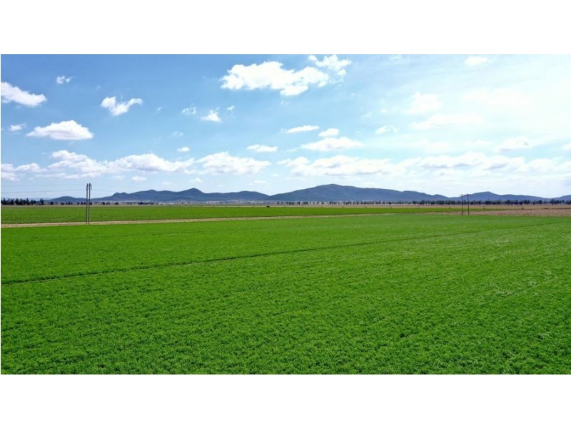 “Bindaree Aggregation” 43 Orange Grove Rd, Gunnedah NSW 2380