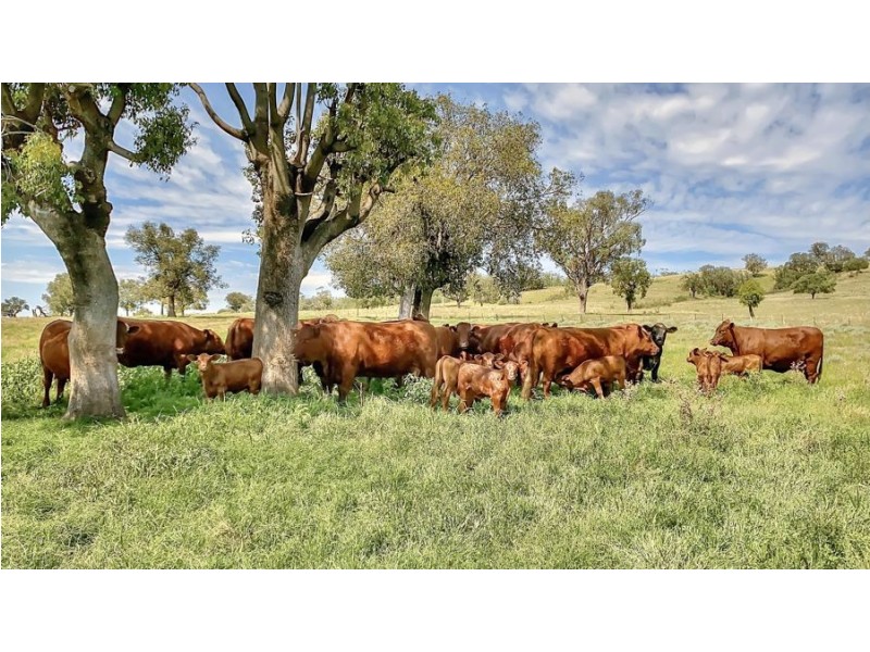 1211 Babbinboon Lane, Somerton NSW 2340