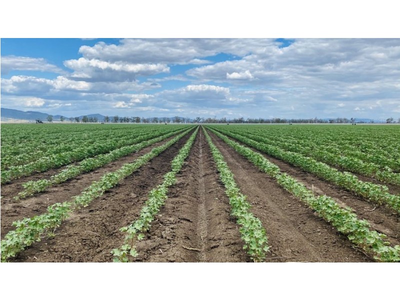 “Bindaree” 43 Orange Grove Rd, Gunnedah NSW 2380