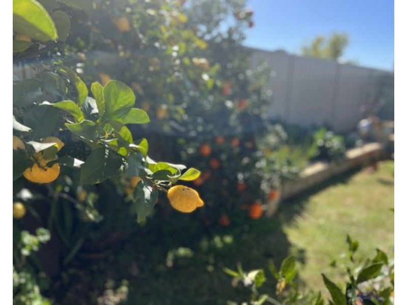 31 Spears Drive, Dubbo NSW 2830