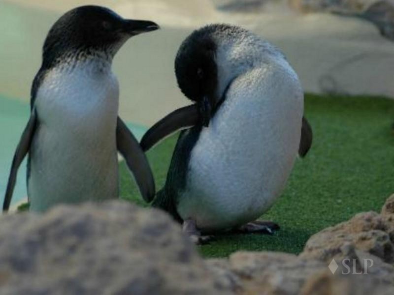 121 Parkin Street, Rockingham WA 6168