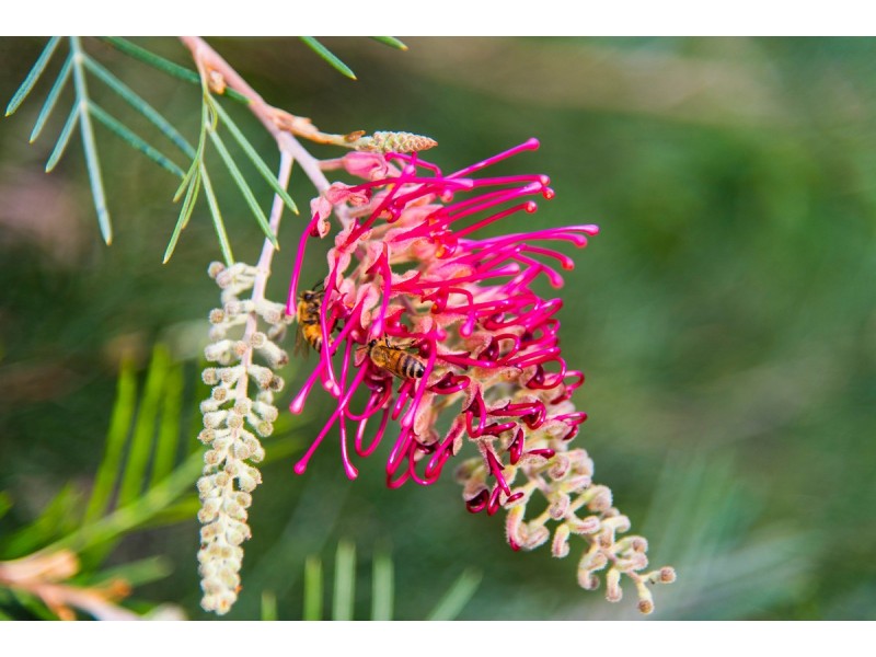 8/86 Mills Road West, Martin WA 6110