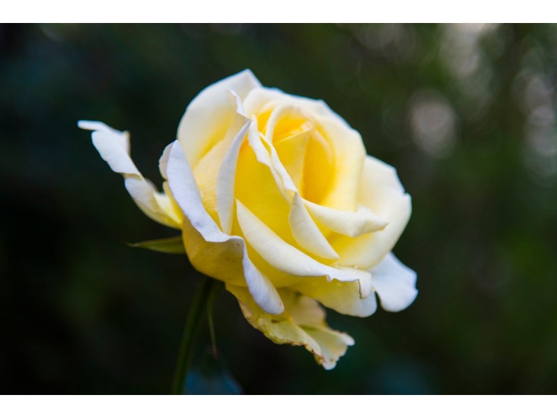 8/86 Mills Road West, Martin WA 6110